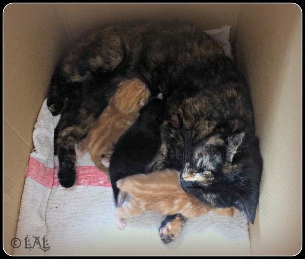 Sooki and her kittens, 5 May
